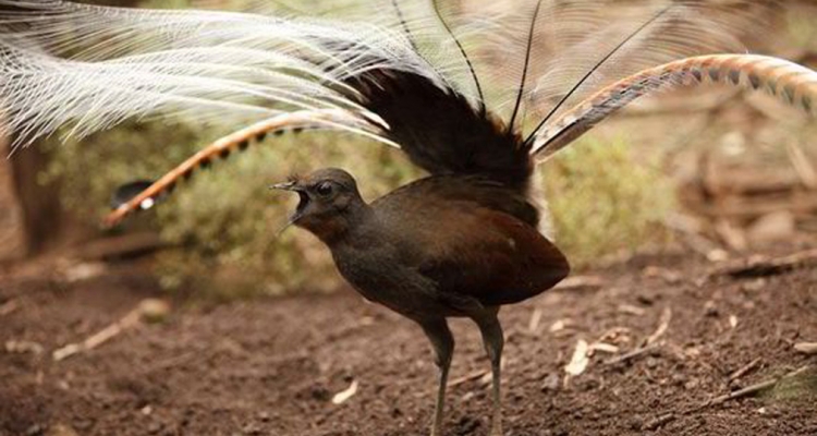 Lyrebird