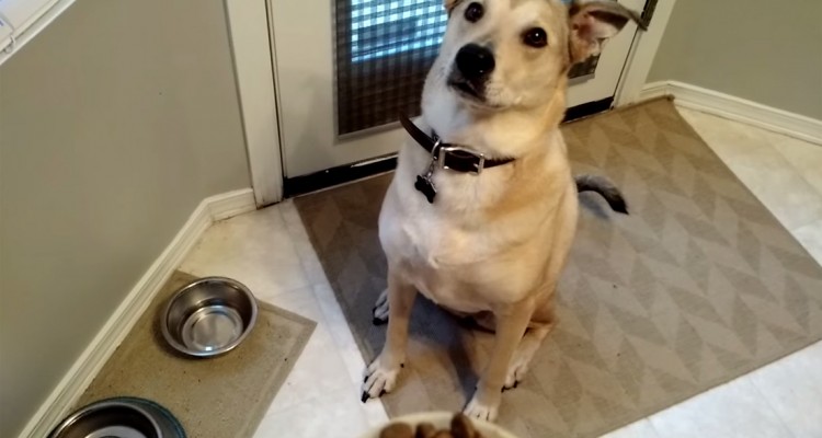 Dog gets super excited