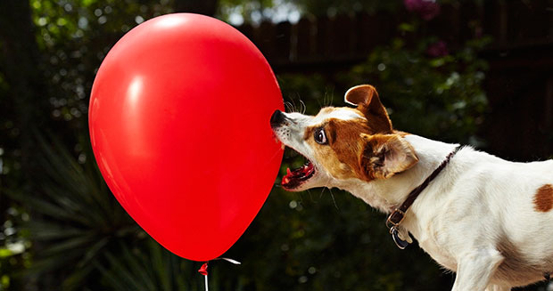 Fastest time to pop 100 balloons by a dog Badchix Magazine