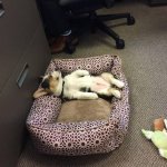 Daily Fresh Baked Randomness (35 Photos) 14 puppy sleep