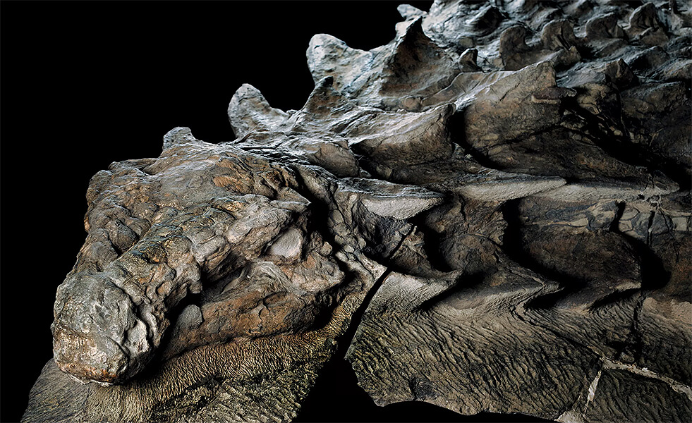 real dinosaur fossils for sale