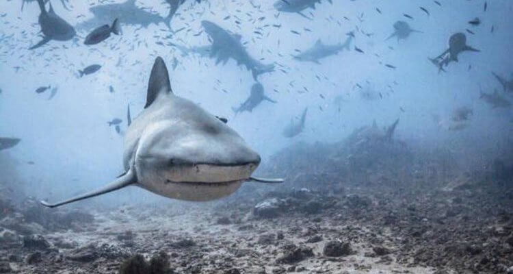 wicked sharks Daily Fresh Baked Randomness (35 Photos) 3