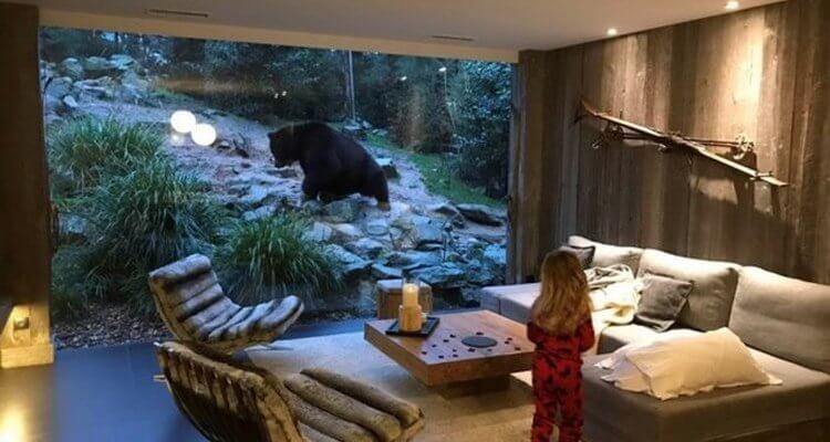 Daily Fresh Baked Randomness (37 Photos) 1 bear outside the house