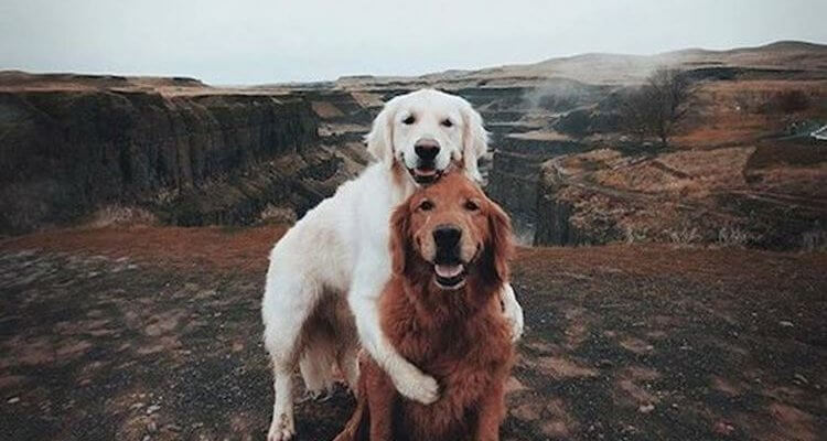 cute dogs Daily Fresh Baked Randomness (40 Photos) 2