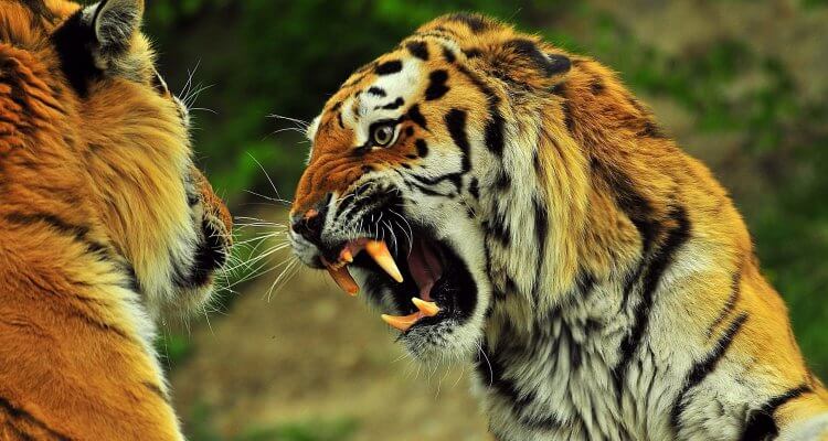 Ultra Rare Fight for Survival between Sloth Bear vs Bengal Tiger 1