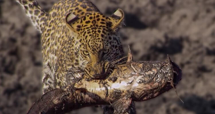 Leopards learn how to Catch Catfish 1