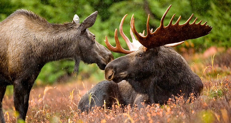 This moose doesn't like bikes