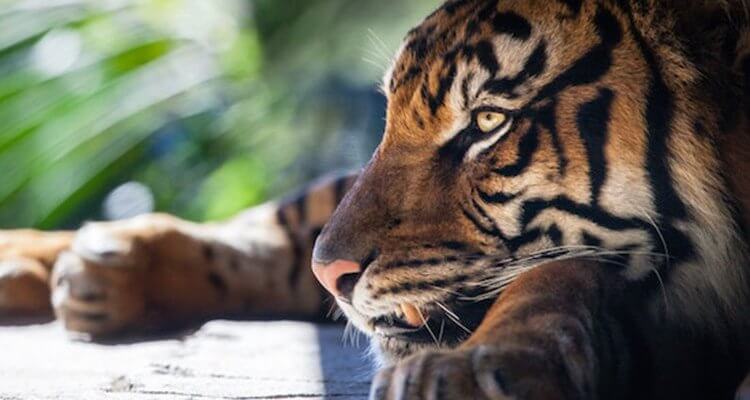 sleepy and relaxed tiger