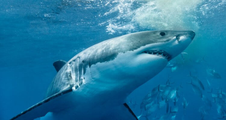 Great White Shark Stalks Kayakers 1