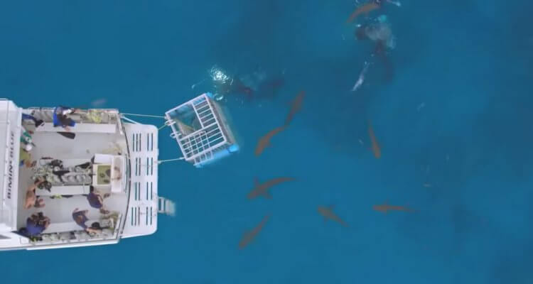 Shaq Goes Cage Diving For Shark Week, Reef Shark Slipped Through The Bars 1