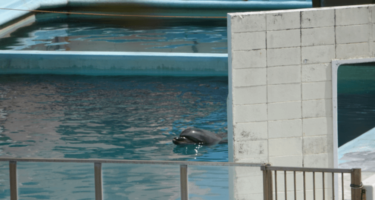 Incredible - Drone Finds a Lonely Dolphin and other Animals in Japan 1