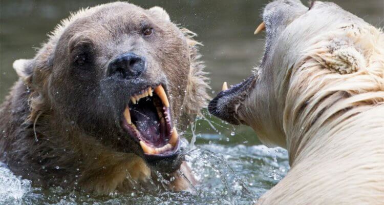 Two Bears Fighting Over A Carcass Is Intense As Hell 1