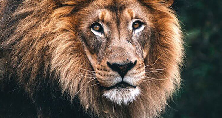 lion